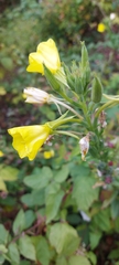 Oenothera biennis
