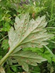 Puccinia