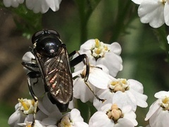 Chalcosyrphus nemorum