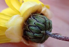 Ursinia paleacea