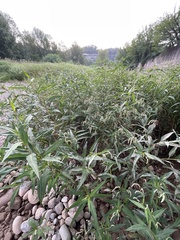 Persicaria lapathifolia
