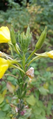 Oenothera biennis