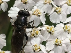 Chalcosyrphus nemorum