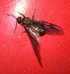 Oecophylla longinoda