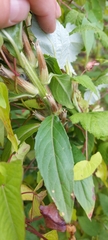 Oenothera biennis