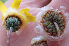 Ursinia paleacea