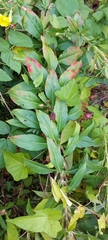 Oenothera biennis