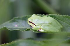 Hyla arborea