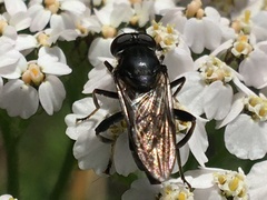 Chalcosyrphus nemorum