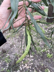 Acacia salicina