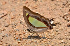 Polyura athamas