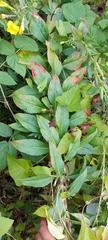 Oenothera biennis