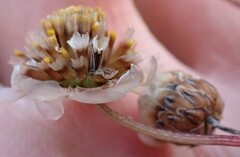 Ursinia paleacea