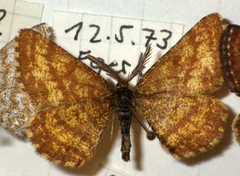Ematurga atomaria