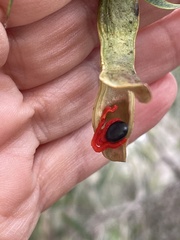Acacia salicina