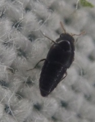 Staphylinoidea