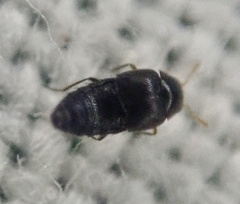 Staphylinoidea