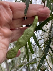 Acacia salicina