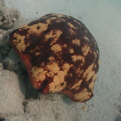 Culcita novaeguineae