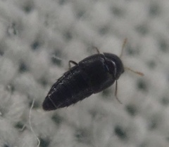 Staphylinoidea