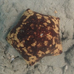 Culcita novaeguineae