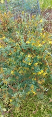 Hypericum perforatum