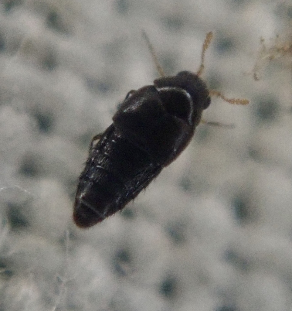 Holobus flavicornis