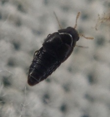 Staphylinoidea