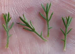 Ursinia paleacea