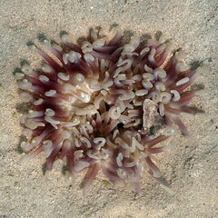 Macrodactyla doreensis