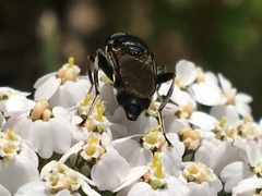 Chalcosyrphus nemorum