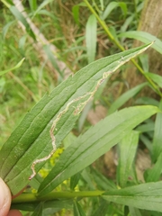 Phytomyza virgaureae