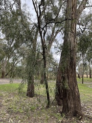 Acacia salicina