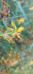 Hypericum perforatum