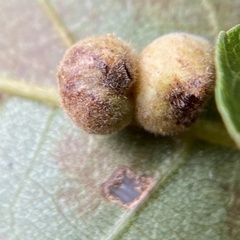 Caryomyia persicoides