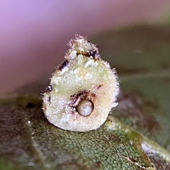 Caryomyia persicoides