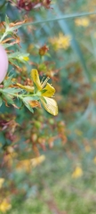 Hypericum perforatum