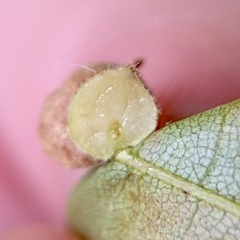 Caryomyia persicoides