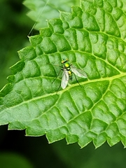 Dolichopodidae