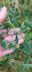 Hypericum perforatum