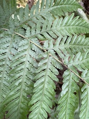 Polypodiopsida