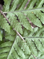 Polypodiopsida