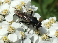 Chalcosyrphus nemorum