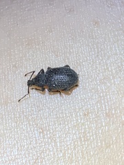 Otiorhynchus rugosostriatus