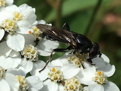 Chalcosyrphus nemorum