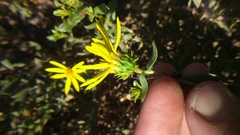 Grindelia tarapacana
