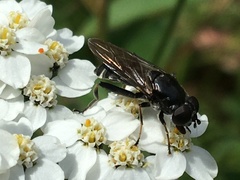 Chalcosyrphus nemorum