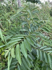 Diospyros