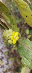 Verbascum