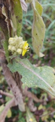 Verbascum